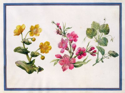 Calta palustre, Giapponica, Violetta da Claude Aubriet